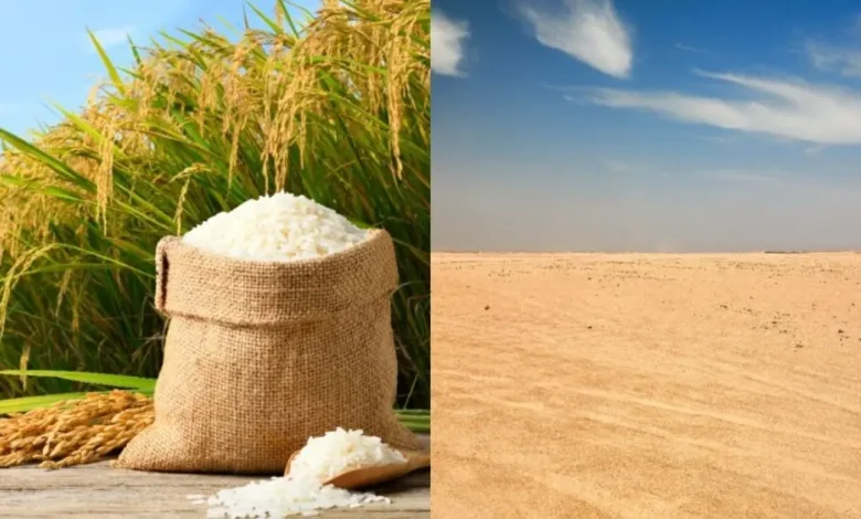 china convierte el cultivo de arroz en un nuevo negocio agrícola en el desierto