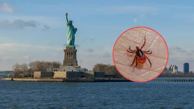 confirman caso del virus bourbon en nueva york enfermedad es transmitida por garrapatas