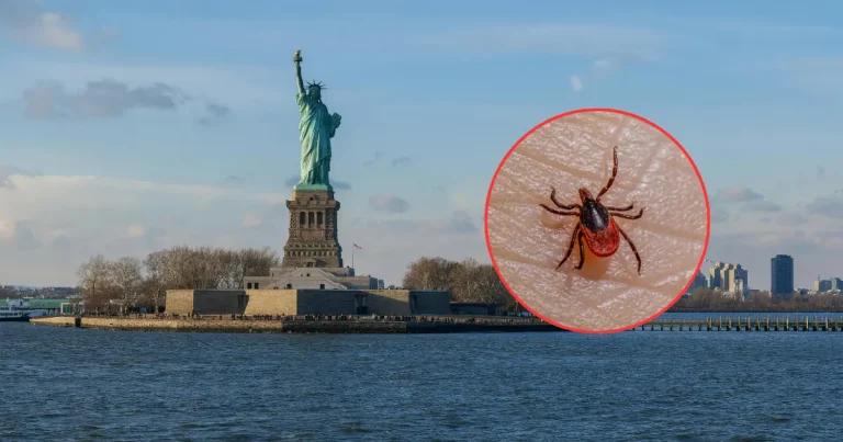 confirman caso del virus bourbon en nueva york enfermedad es transmitida por garrapatas