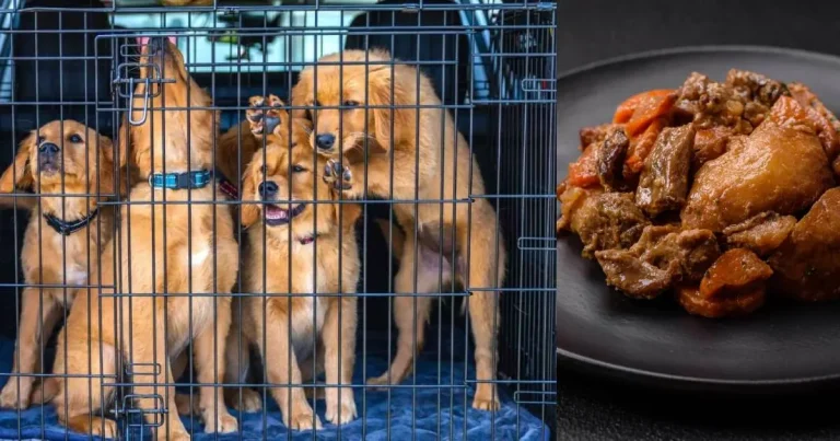 corea del sur pone fin a la venta de carne de perro y al tradicional boshintang