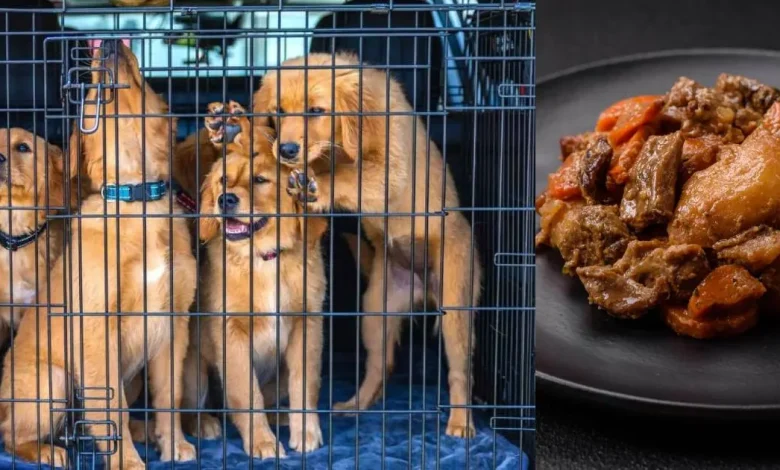 corea del sur pone fin a la venta de carne de perro y al tradicional boshintang