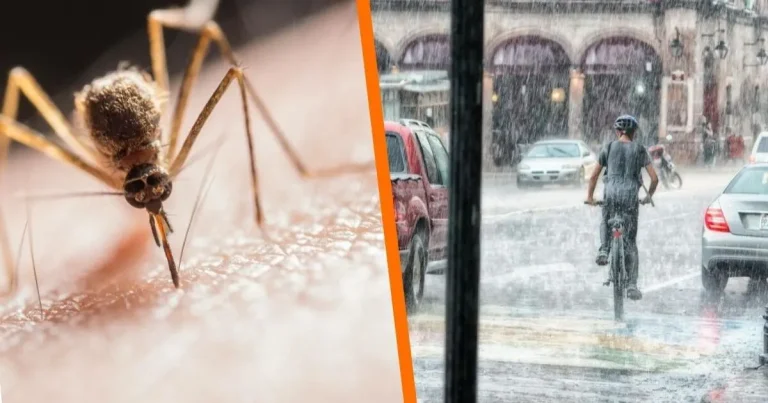 el error que multiplica los mosquitos durante la temporada de lluvias