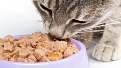 Marcas de alimento húmedo para gato (Foto de internet)