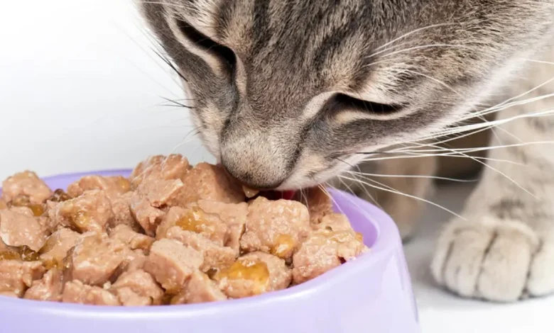 Marcas de alimento húmedo para gato (Foto de internet)