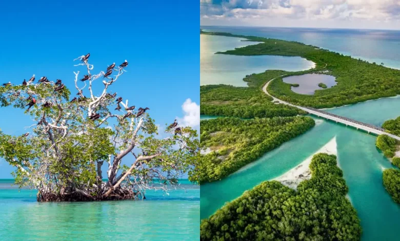 Reserva de Sian Ka'an: cómo llegar y qué hacer (Fotos de internet)