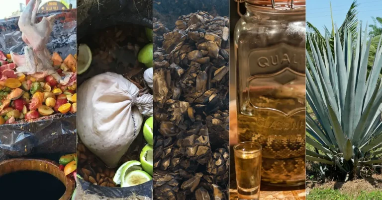 La armonía del agave destilados artesanales en la mesa gourmet (Fotos Mariana CastilloFood & Wine en Español, Wikipedia, Cortesía, Visita Puerto Vallarta y Oaxaca Mezcal)