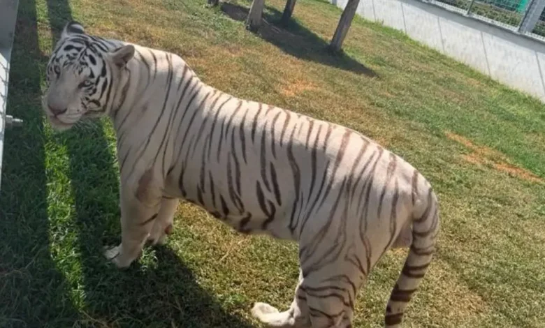 Más de 130 animales fueron identificados por Profepa en Tamaulipas