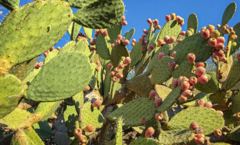 nopales de milpa alta el “oro verde” que mantiene viva la agricultura de cdmx