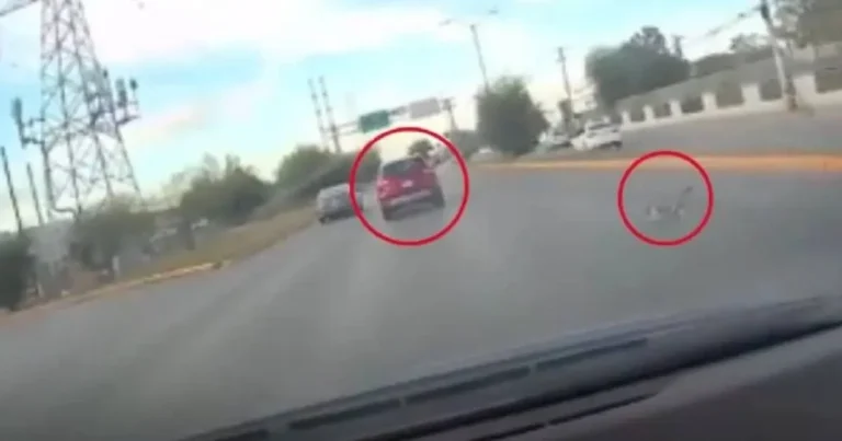 piden justicia por maltrato animal, avientan de un vehículo en movimiento a un gato