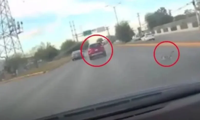 piden justicia por maltrato animal, avientan de un vehículo en movimiento a un gato