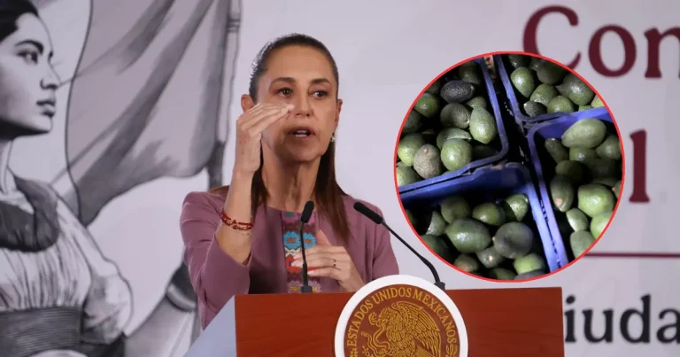 sheinbaum busca reactivar exportaciones de aguacate con reunión entre méxico y estados unidos