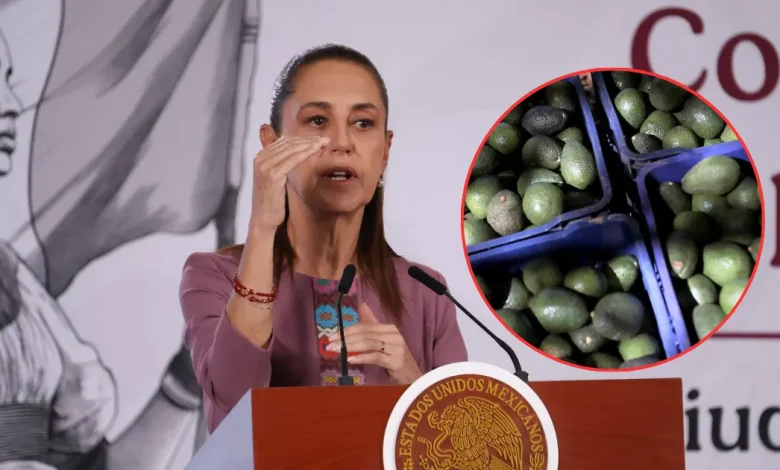 sheinbaum busca reactivar exportaciones de aguacate con reunión entre méxico y estados unidos