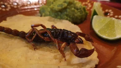 tacos de alacrán, el platillo tradicional de durango que conquista por su sabor y valor nutricional