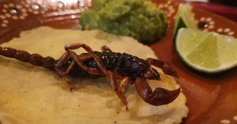 tacos de alacrán, el platillo tradicional de durango que conquista por su sabor y valor nutricional