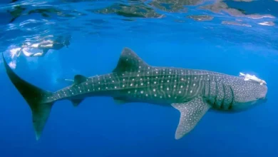 Temporada del tiburón ballena en Holbox, se acaba el periodo de avistamiento
