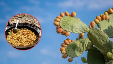 viejitas de guanajuato el platillo tradicional de pénjamo que transforma tunas secas en un guisado