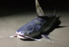 bagre bandera el pez de largos filamentos del golfo
