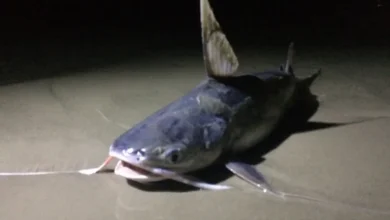 bagre bandera el pez de largos filamentos del golfo