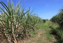 cochinilla en caña de champotón amenaza la zafra