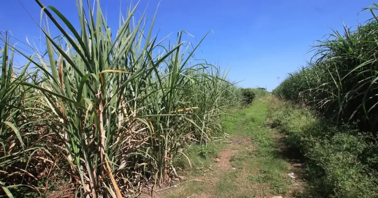cochinilla en caña de champotón amenaza la zafra
