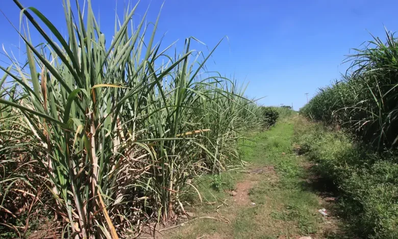 cochinilla en caña de champotón amenaza la zafra