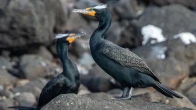 cormorán orejudo el experto buceador que sorprende por su habilidad para cazar