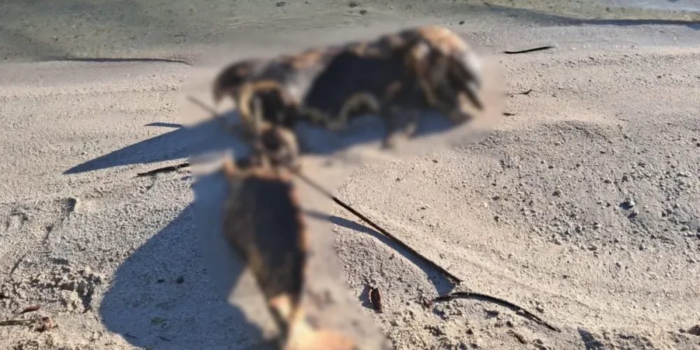 delfín muerto en la playita causa alarma en carmen