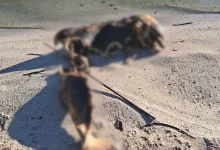 delfín muerto en la playita causa alarma en carmen