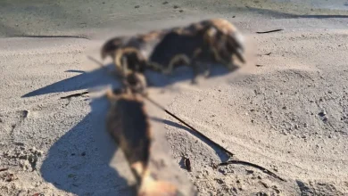 delfín muerto en la playita causa alarma en carmen