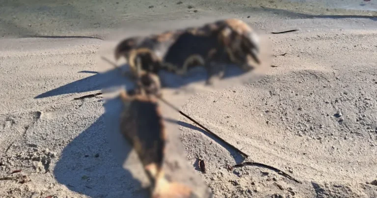 delfín muerto en la playita causa alarma en carmen