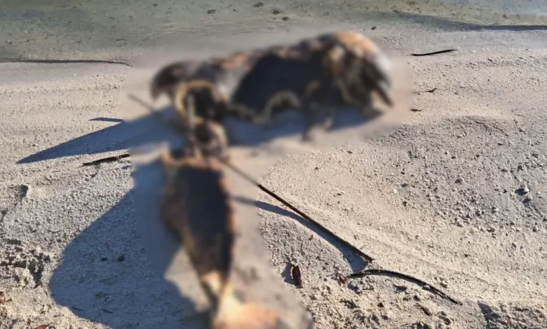 delfín muerto en la playita causa alarma en carmen