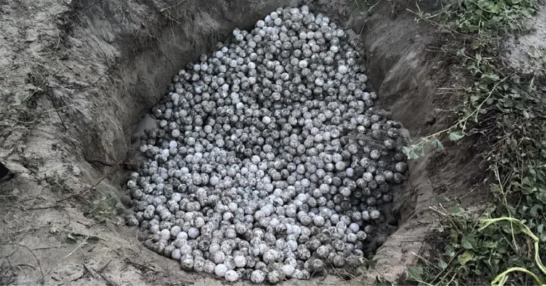 detienen a persona con mil 800 huevos de tortuga