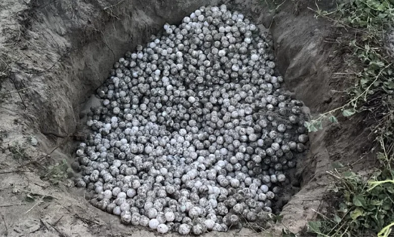 detienen a persona con mil 800 huevos de tortuga