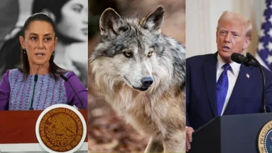 Lobo mexicano: Sheinbaum pide coordinación con USA para su protección (Fotos de internet)