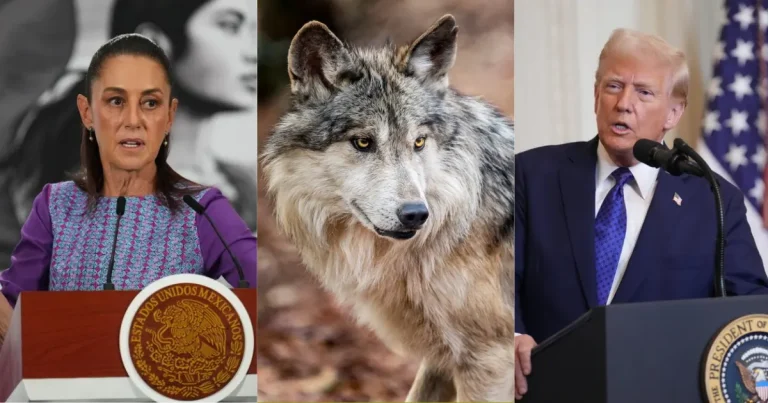Lobo mexicano: Sheinbaum pide coordinación con USA para su protección (Fotos de internet)