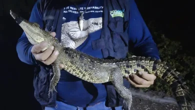 capturan al cocodrilo de san baltazar campeche tras 60 intentos