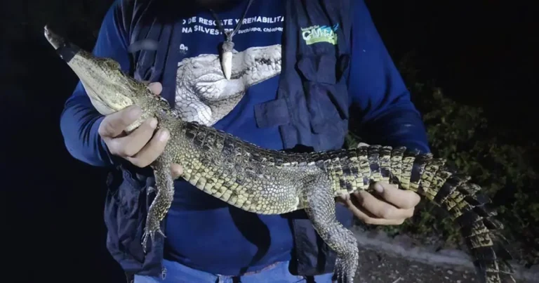 capturan al cocodrilo de san baltazar campeche tras 60 intentos