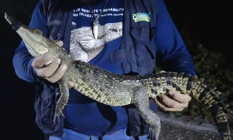 capturan al cocodrilo de san baltazar campeche tras 60 intentos