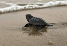 tortugas carey mantienen temporada de anidación en campeche