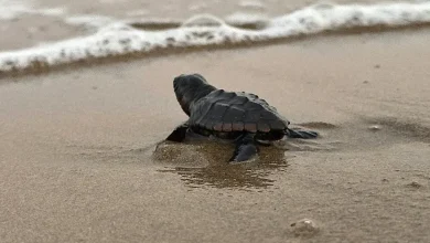 tortugas carey mantienen temporada de anidación en campeche
