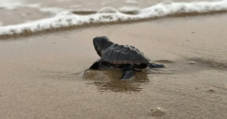 tortugas carey mantienen temporada de anidación en campeche
