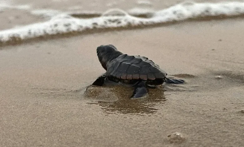 tortugas carey mantienen temporada de anidación en campeche