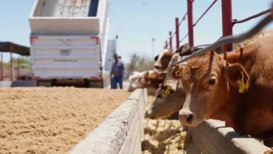 Ganado mexicano volverá a Estados Unidos con reapertura de dos puertos fronterizos